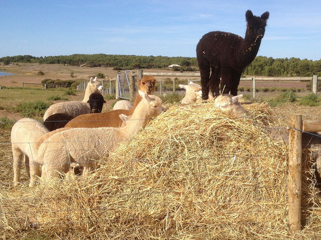 Why Alpaca Fleece Outsells Cashmere